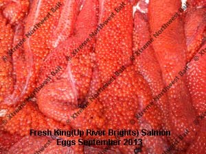 Fresh Salmon Egg, Fresh Salmon Roe, Xtreme Northwest Bait Co